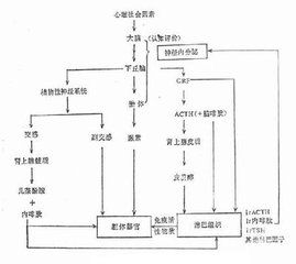 認知反應模式