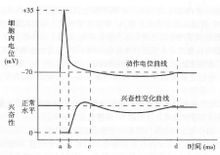 動作電位與興奮性變化的時間關係