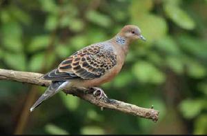 斑鳩[鴿形目斑鳩屬鳥類的統稱]