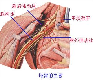 腋下