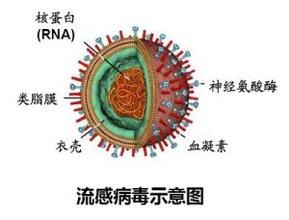 甲型流感病毒H7N9亞型