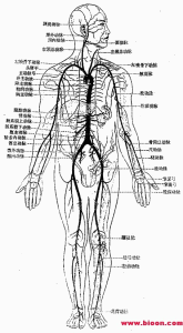 腎動脈粥樣栓塞