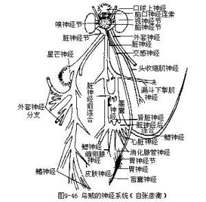 普洱樹蛙