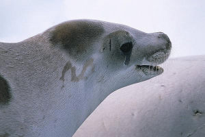 食蟹海豹