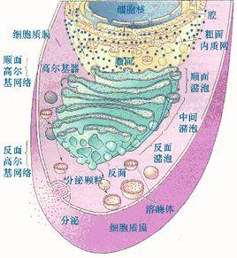 內膜系統