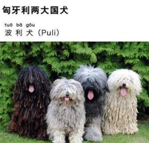 匈牙利牧羊犬