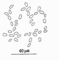 楔葉江蘺的精子囊表面觀