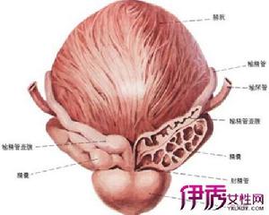 膀胱脹痛