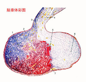 結合雌激素軟膏