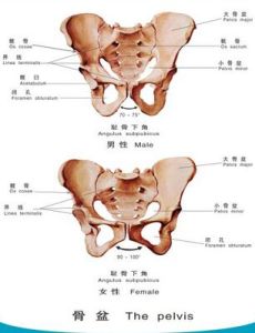 骨盆測量