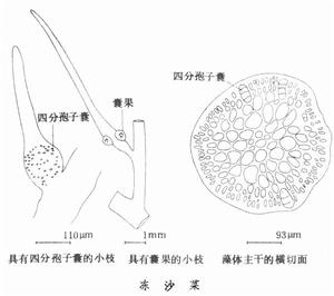 凍沙菜