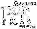 無籽西瓜[二倍體跟誘變產生的四倍體雜交而成的西瓜]