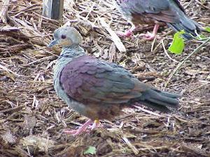 鳳頭鶉鳩