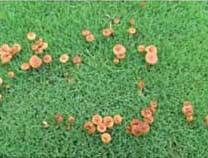 草坪蘑菇圈病