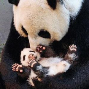 上海大熊貓保護研究基地