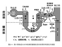 利尿藥