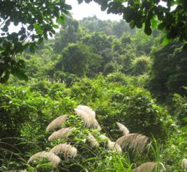 西陽村[江西省泰和縣水槎鄉西陽畲族少數民族村]