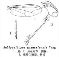 保山雅長足虻