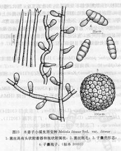 木姜子小煤炱原變種