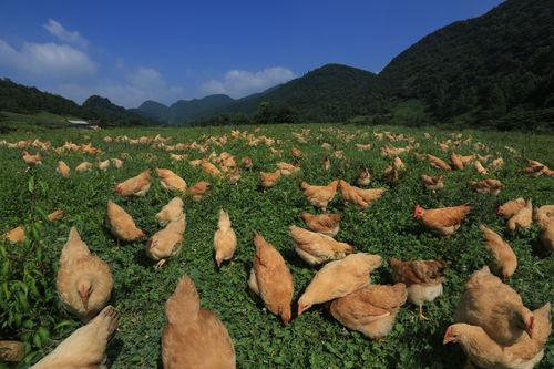 石門土雞