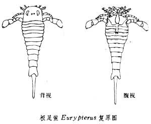 板足鱟類