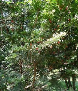 東北紅豆杉[紅豆杉科紅豆杉屬植物]