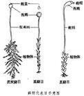 皺葉毛口蘚