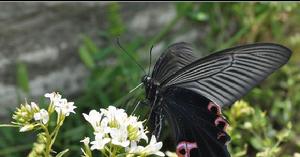 （圖）台灣鳳蝶