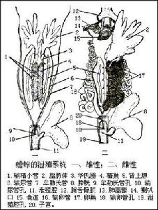 （圖）大齒蟾