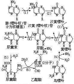 尿囊酸脫亞胺酶