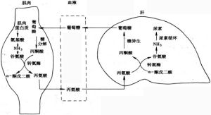 氨轉運