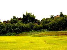 曼輝囡村-水稻種植