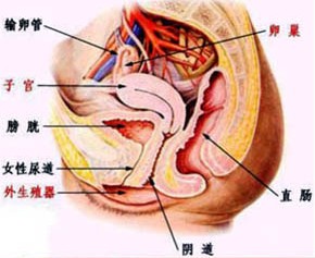 生殖感染不孕