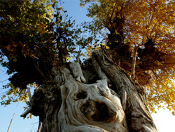 Populus euphratica