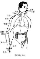 手陽明大腸經