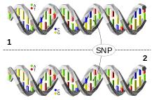 SNP[單核苷酸多態性的簡稱]