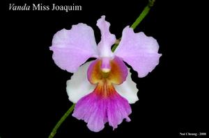 國花卓錦·萬代蘭 Vanda Miss Joaquim