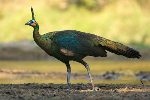 Green peafowl