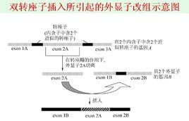 複合轉座子