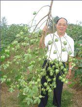 “不修棉”在湖北宜城