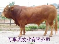 山東萬事成牧業肉牛肉羊肉驢養殖基地