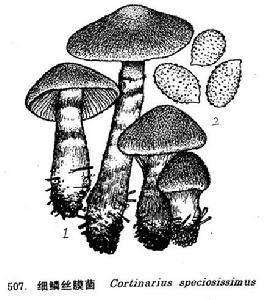 圖 507 細鱗絲膜菌 : 1. 子實體， 2. 孢子