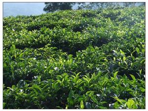 冷水河自然村茶葉種植園