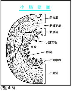 放射性腸炎