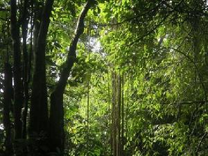 波密崗鄉靈芝雲杉林