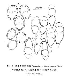 栗褐苔草柄鏽菌