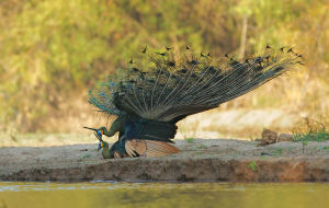 Green peafowl