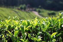 大韓茶園