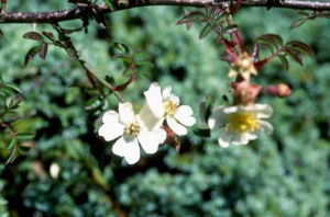 高山薔薇