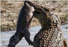 尼羅河鱷吃河馬